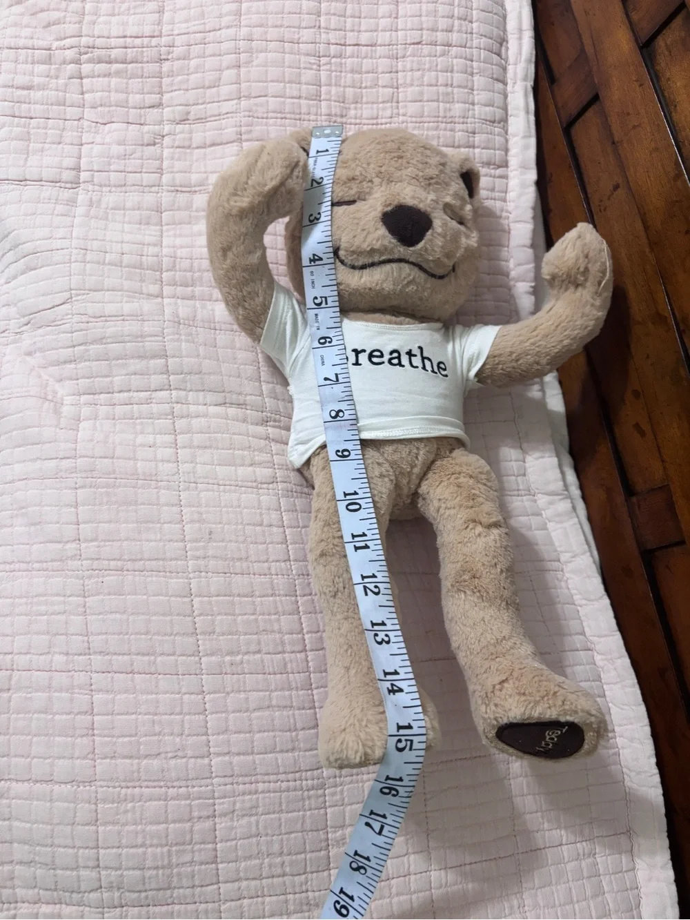 Meddy Teddy meddy teddy